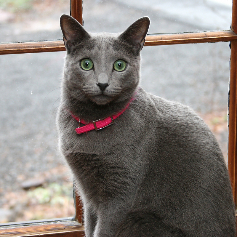 Russian blue Personality
