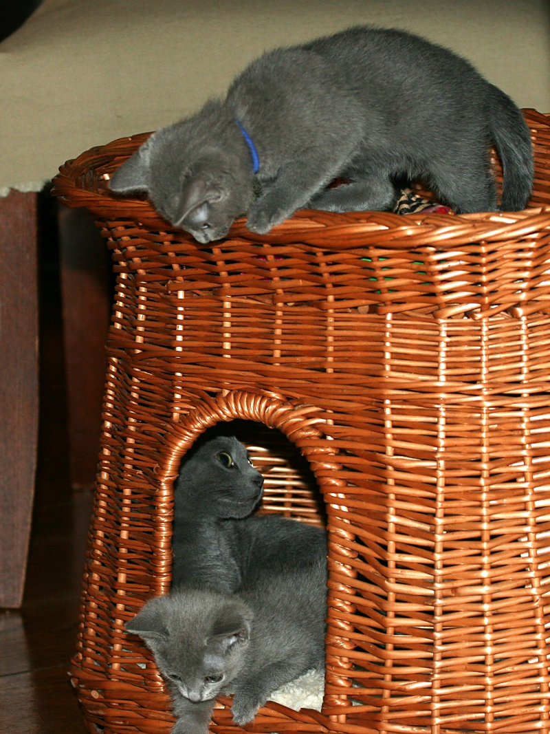 russian blue kittens for adoption