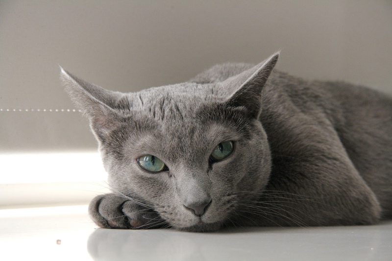  Russian Blue temperament and personality