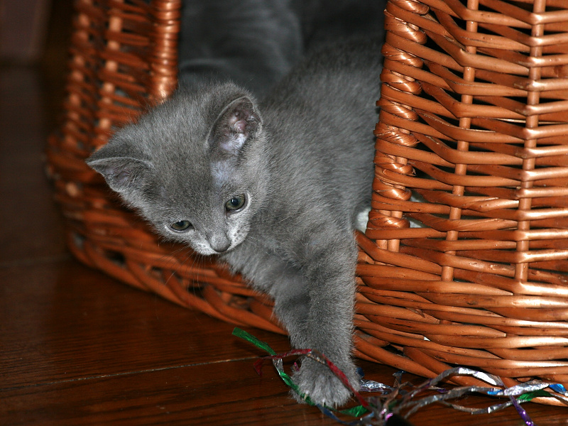 Picking Russian Blue Names
