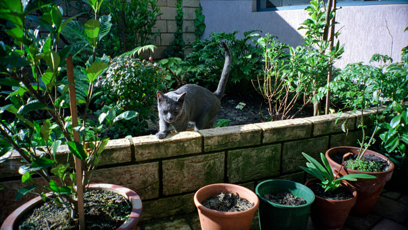 Russian blue outdoors