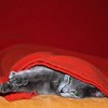 Russian Blue information and facts
