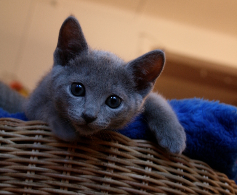 Long Hair Russian Blue Kittens for Sale in Denver, CO - wide 1