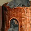 russian blue kittens for adoption