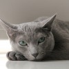 Russian Blue temperament and personality