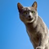 Russian Blue Life Expectancy