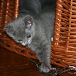 Naming Russian Blue Kittens