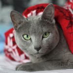 Russian Blue Allergies